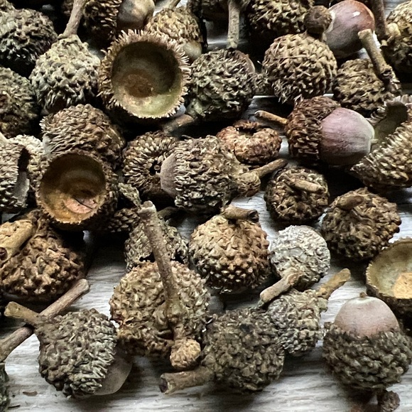 Natural Burr Oak Acorn Caps for Crafts
Some with nuts - Picture 2 of 2